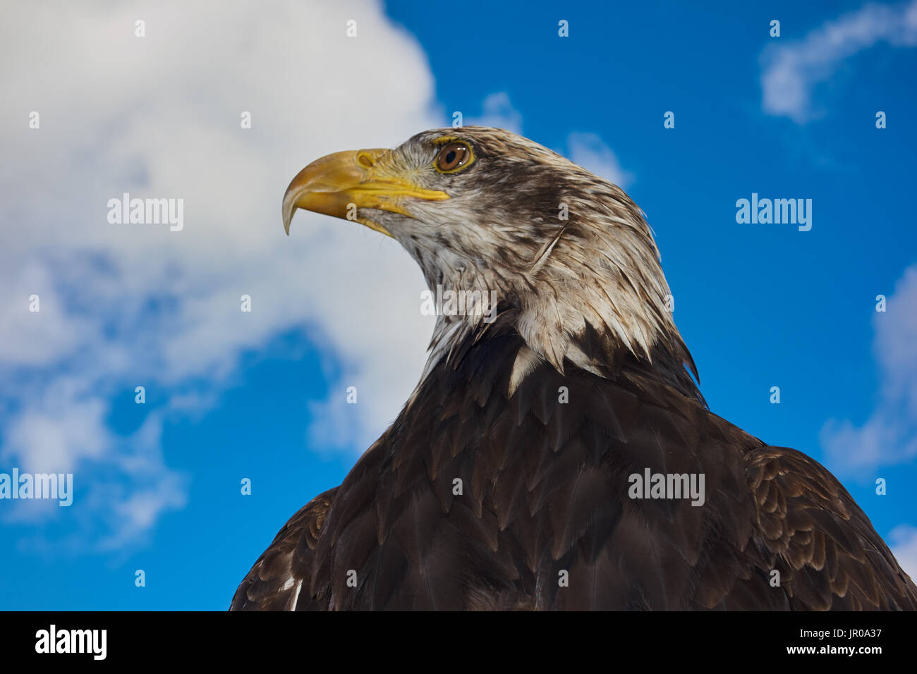 Aquila calva.Haliaeetus leucocephalus contro un Cielo di estate blu prigioniere. Regno Unito Foto Stock