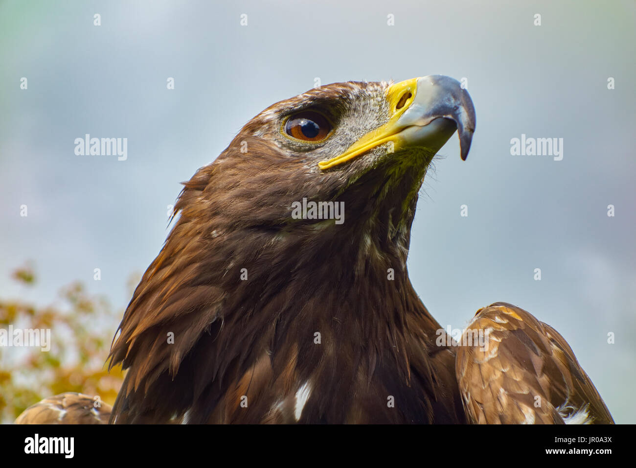 Golden Eagle. Aquila chrysaetos. Captive. Regno Unito Foto Stock