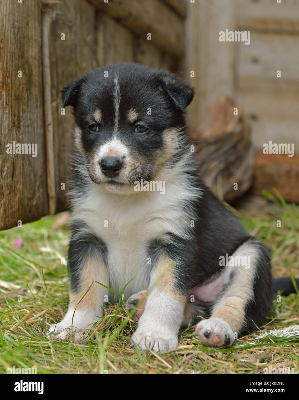 Lapponia renne cane, renne Herder, lapinporokoira (finlandese), lapsk vallhund (svedese). Mese-vecchio cucciolo Foto Stock
