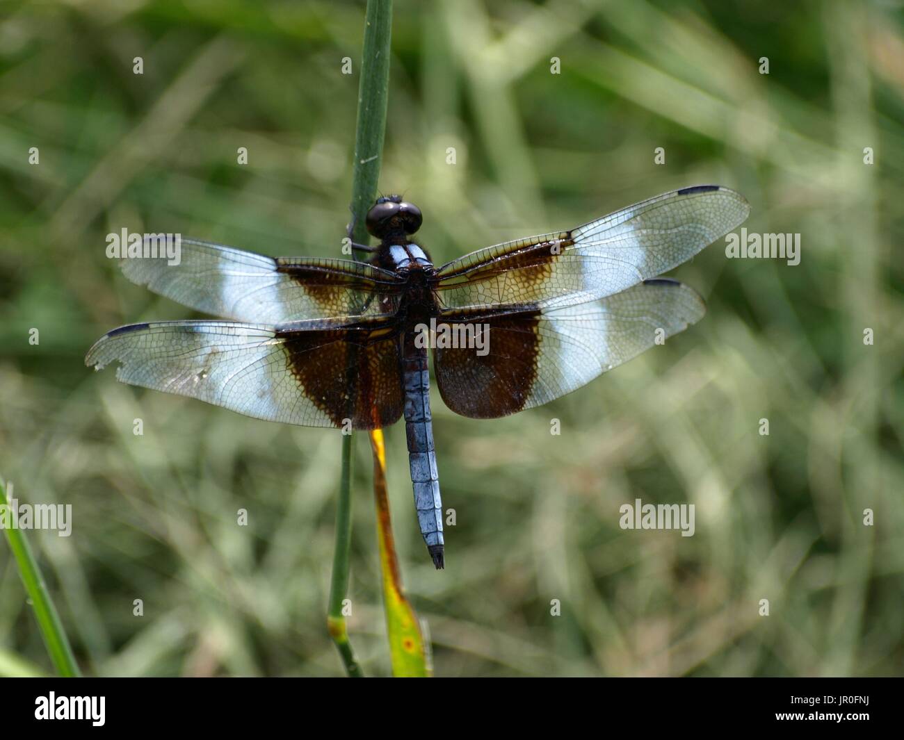 Dragonfly abbracciando peduncolo verde Foto Stock
