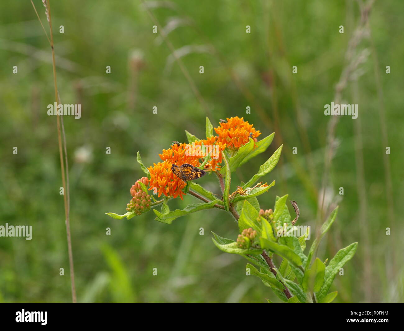 Brillante arancio farfalla sulla milkweed arancione Foto Stock