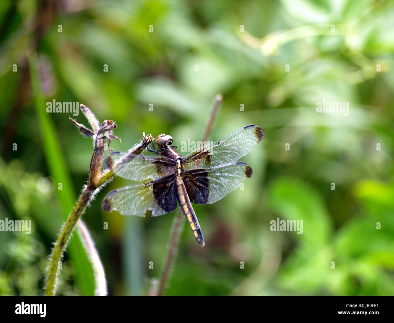 Libellula palissonatrice con ali esteso Foto Stock