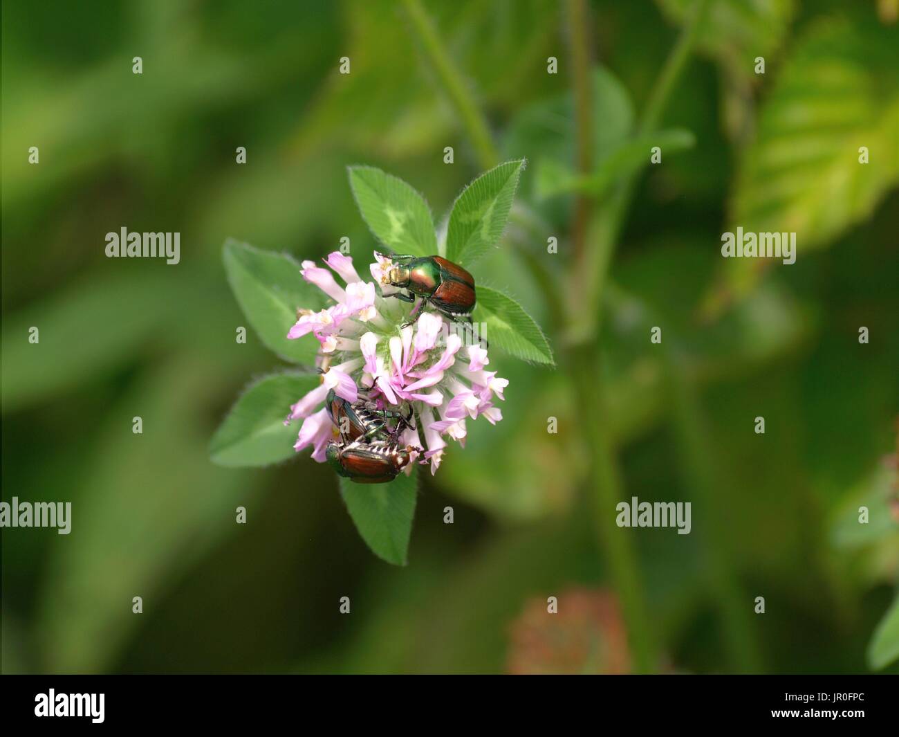 Coleotteri giapponese su bloom Foto Stock