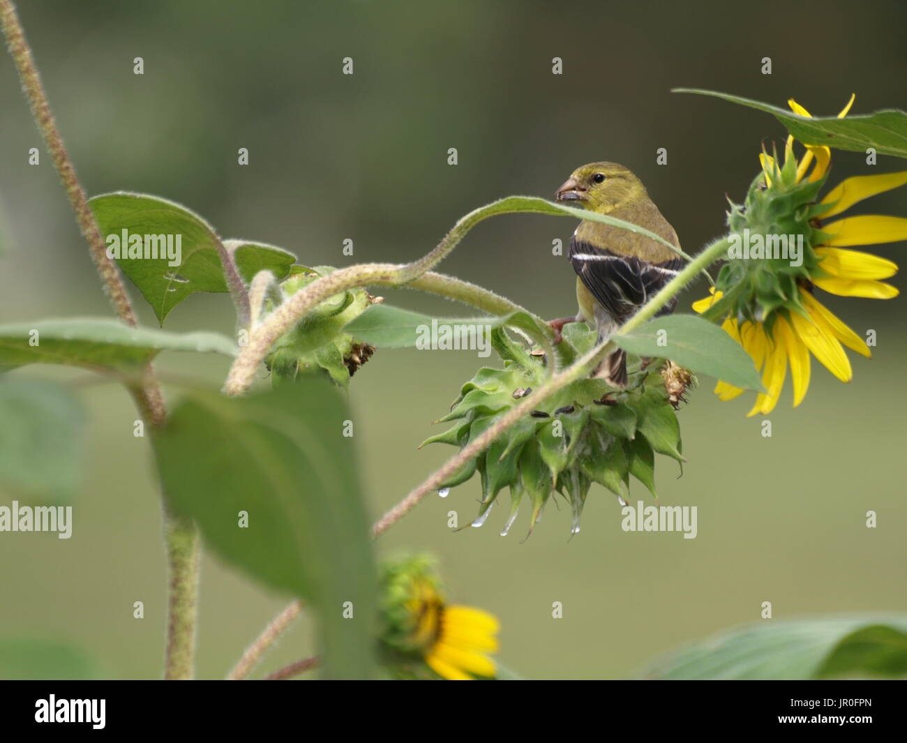 Cardellino appollaiato sulla levetta di semi di girasole Semi di mangiare Foto Stock