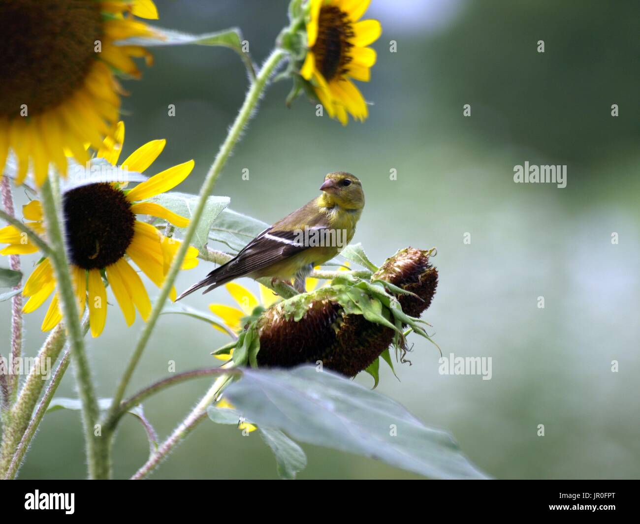 Cardellino appollaiato sulla levetta di semi di girasole Semi di mangiare Foto Stock