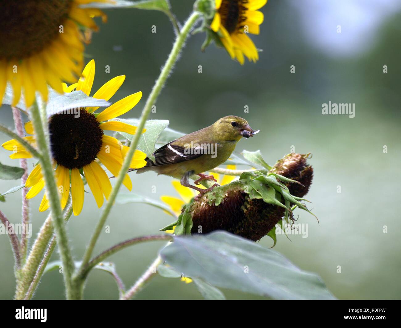 Cardellino appollaiato sulla levetta di semi di girasole Semi di mangiare Foto Stock