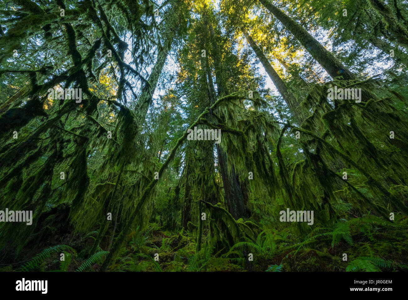 La lussureggiante foresta pluviale della Cattedrale Grove, Macmillan Parco Provinciale, Isola di Vancouver, British Columbia, Canada Foto Stock