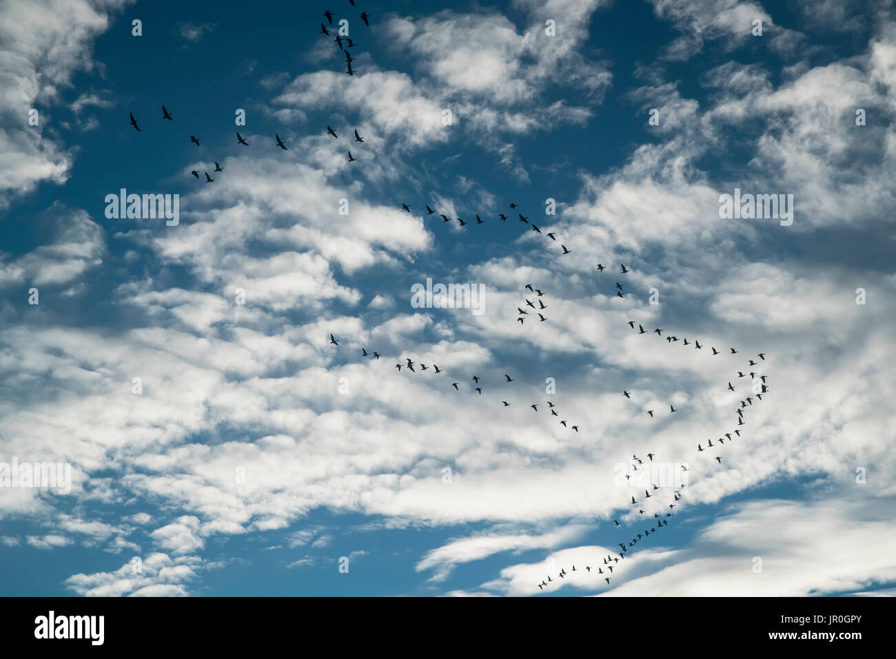 Stormo di oche (Anserini) volare un sovraccarico; Islanda Foto Stock