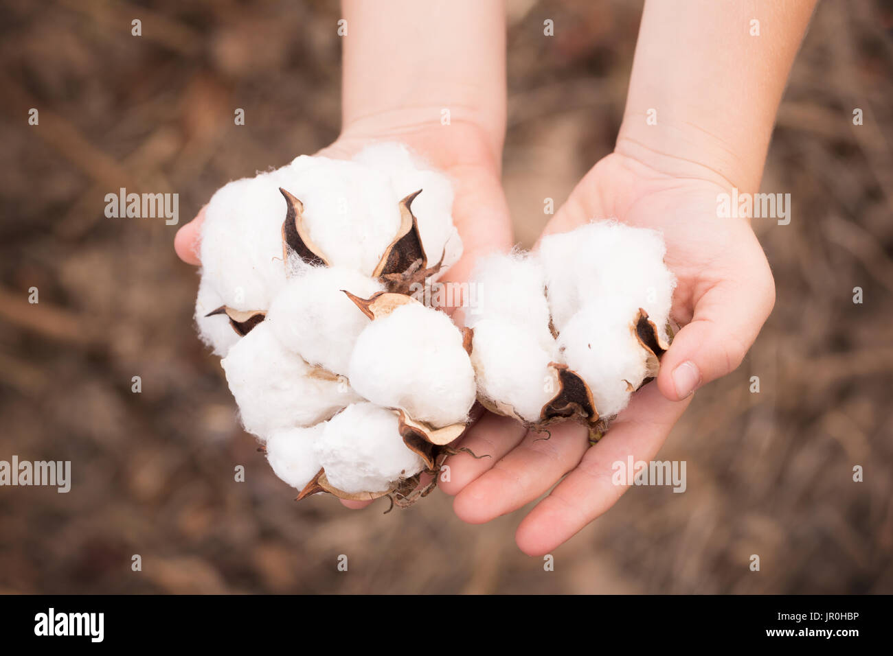Il cotone Bolls in un campo Foto Stock