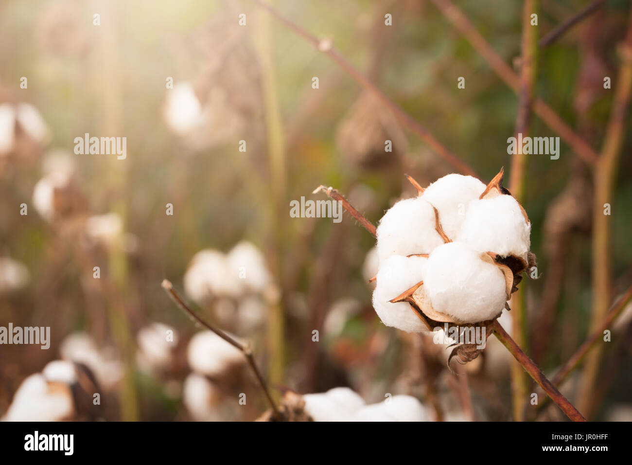 Il cotone Bolls in un campo Foto Stock