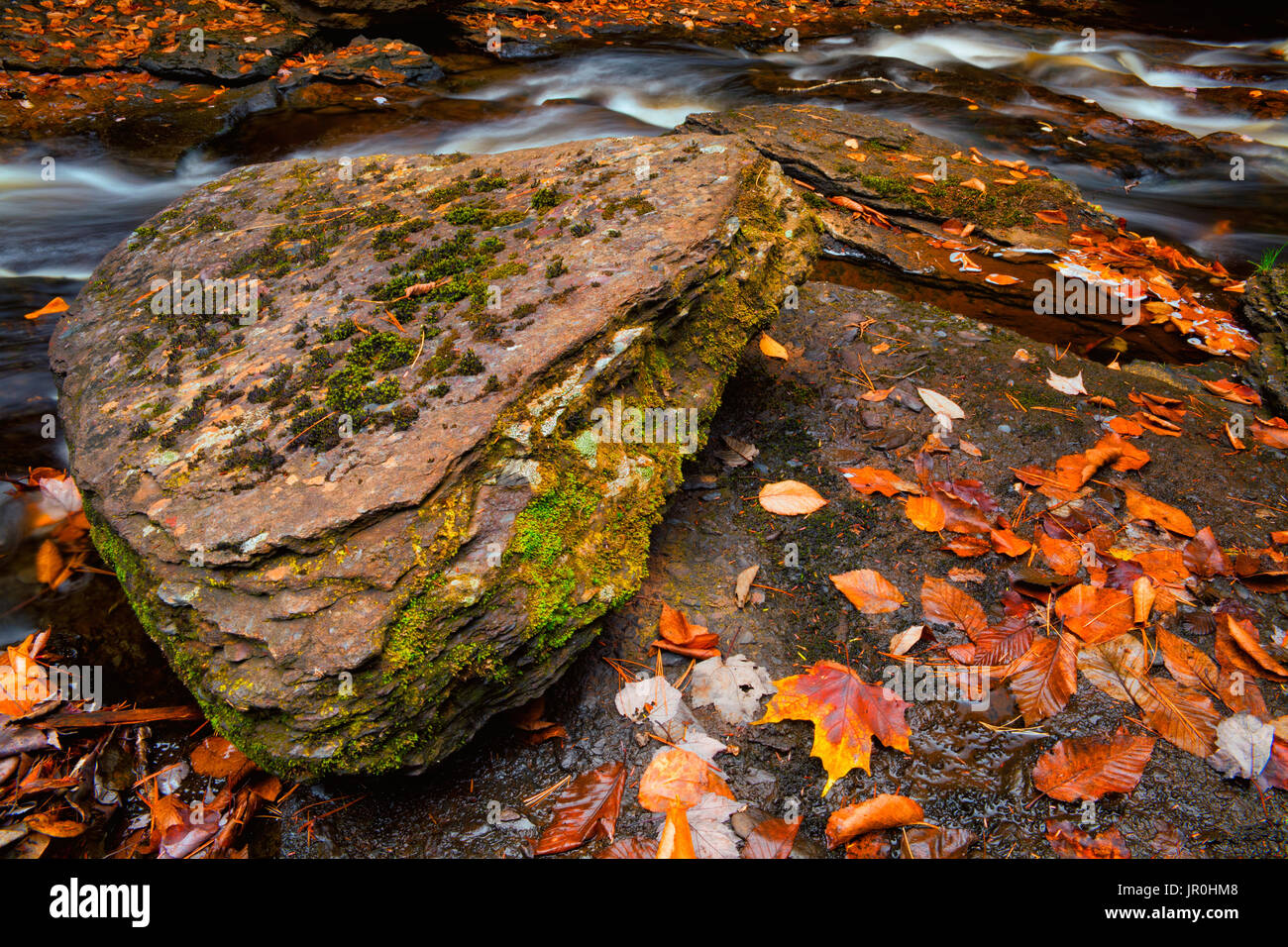 Pietra di grandi dimensioni e in autunno foglie colorate lungo lago dollaro Brook; Wyses angolo, Nova Scotia, Canada Foto Stock