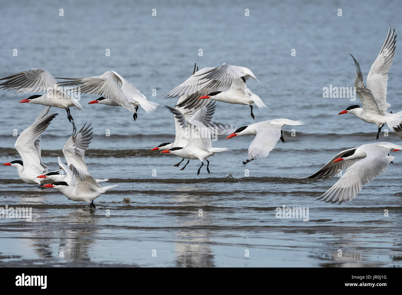 Caspian Sterne (Hydroprogne Caspia) prendere il volo sul fiume Columbia; Astoria, Oregon, Stati Uniti d'America Foto Stock