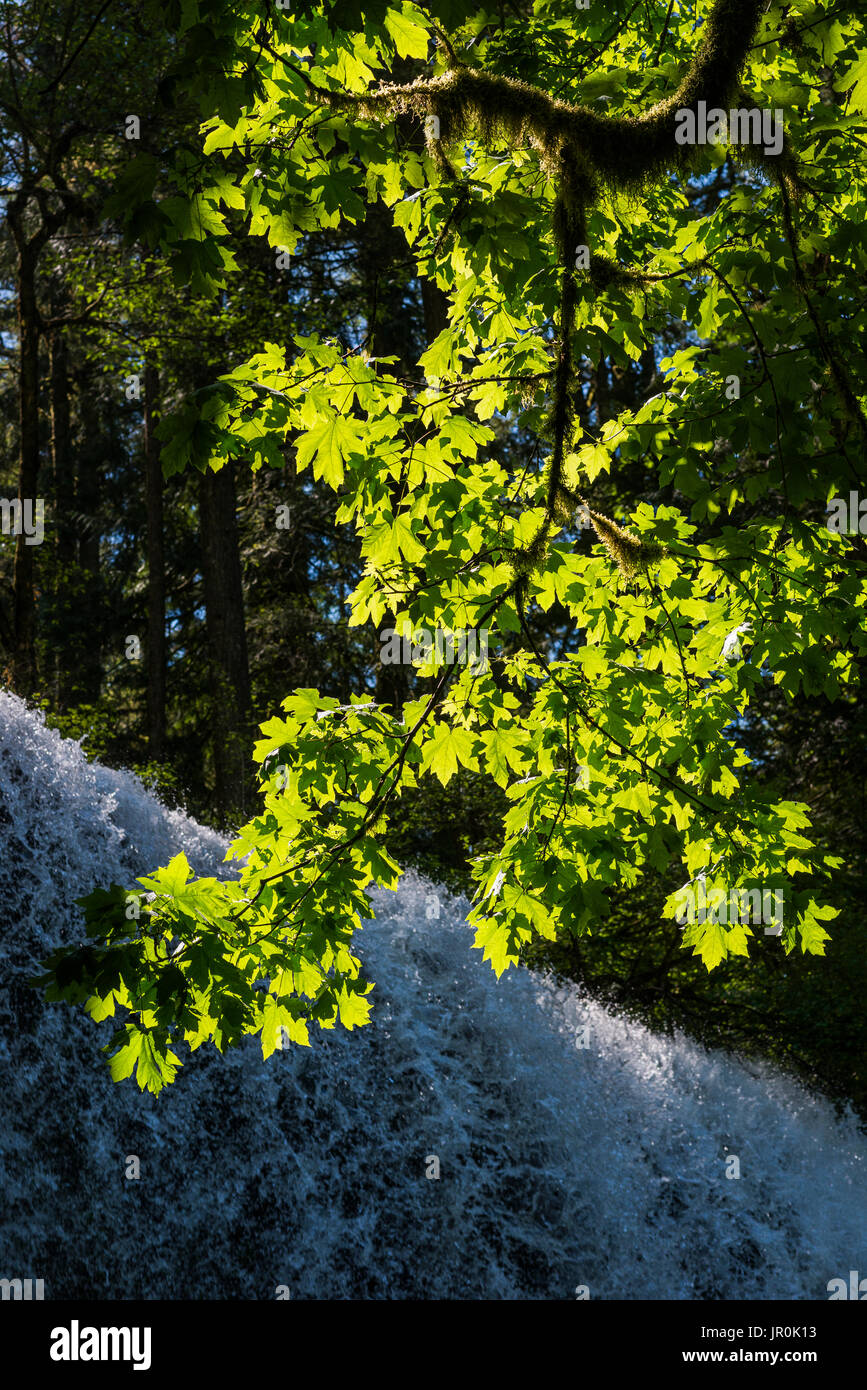 Il sole illumina Bigleaf Maple (Acer macrophyllum) lascia a sud inferiore cade a Silver Falls State Park Foto Stock