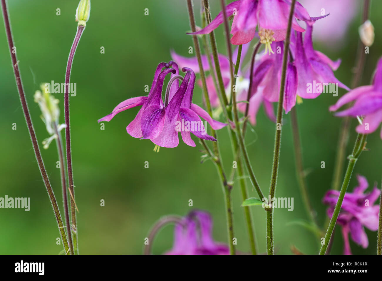 Aquilegia alpina (Aquilegia) porta il divertimento a un giardino; Astoria, Oregon, Stati Uniti d'America Foto Stock