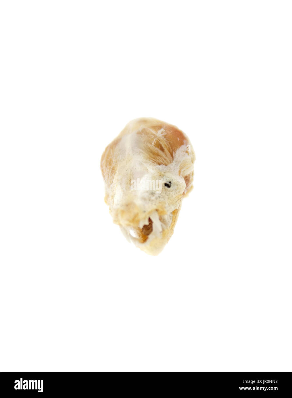 Parzialmente la testa mummificata/cranio di un po' di Brown Bat (Myotis lucifugus). Foto Stock