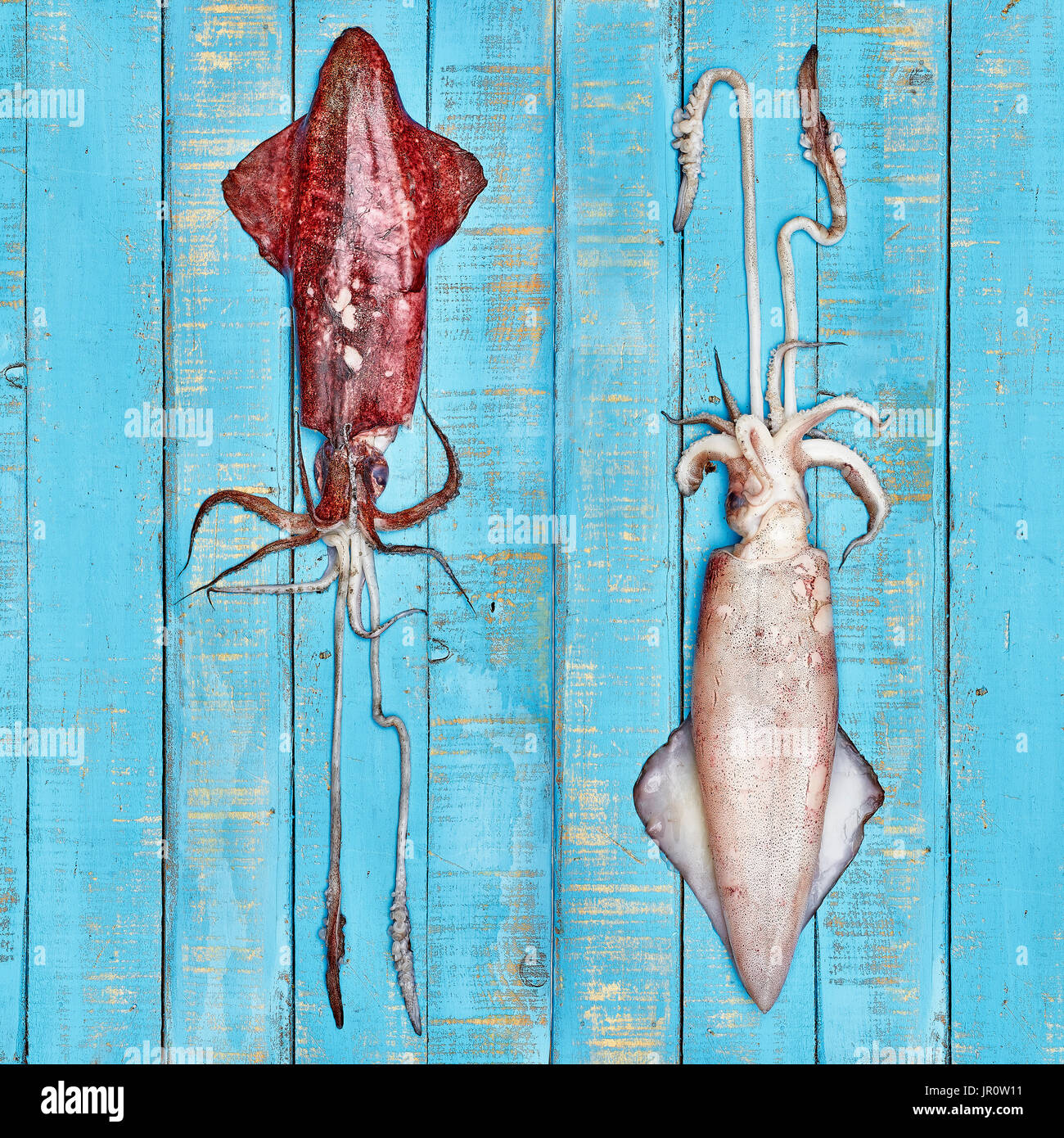 Vista in pianta di una coppia di crudo fresco di calamari su un blu tagliere in legno. Foto Stock