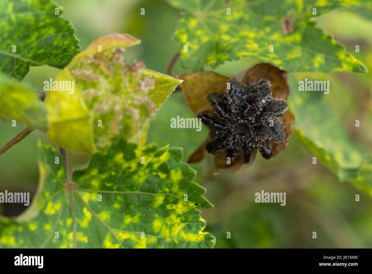 Inizio e fine fase di Abutilon pictum pod di seme di sviluppo. Abutilon pictum Thompsonii "", Cinese lanterna, fioritura di semi di acero pod. Foto Stock