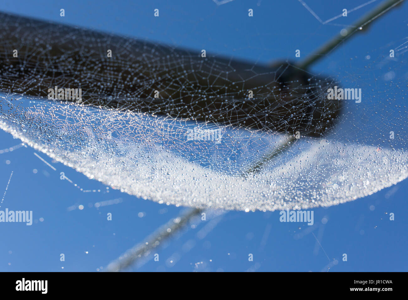 Rugiada di mattina su un grande spider web, leggermente immagine astratta Foto Stock