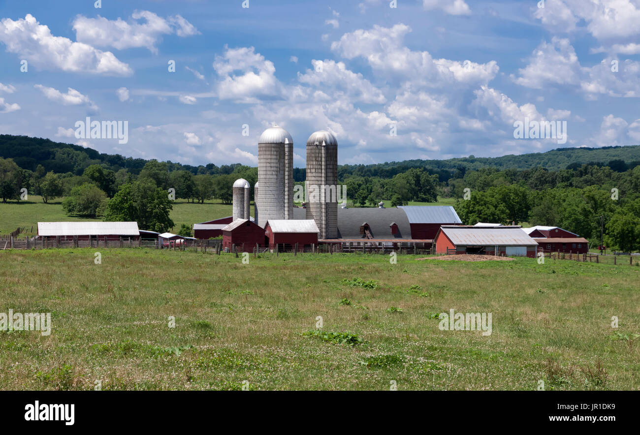 Fattoria in Flemington, New Jersey, Stati Uniti che solleva il bisonte. Foto Stock