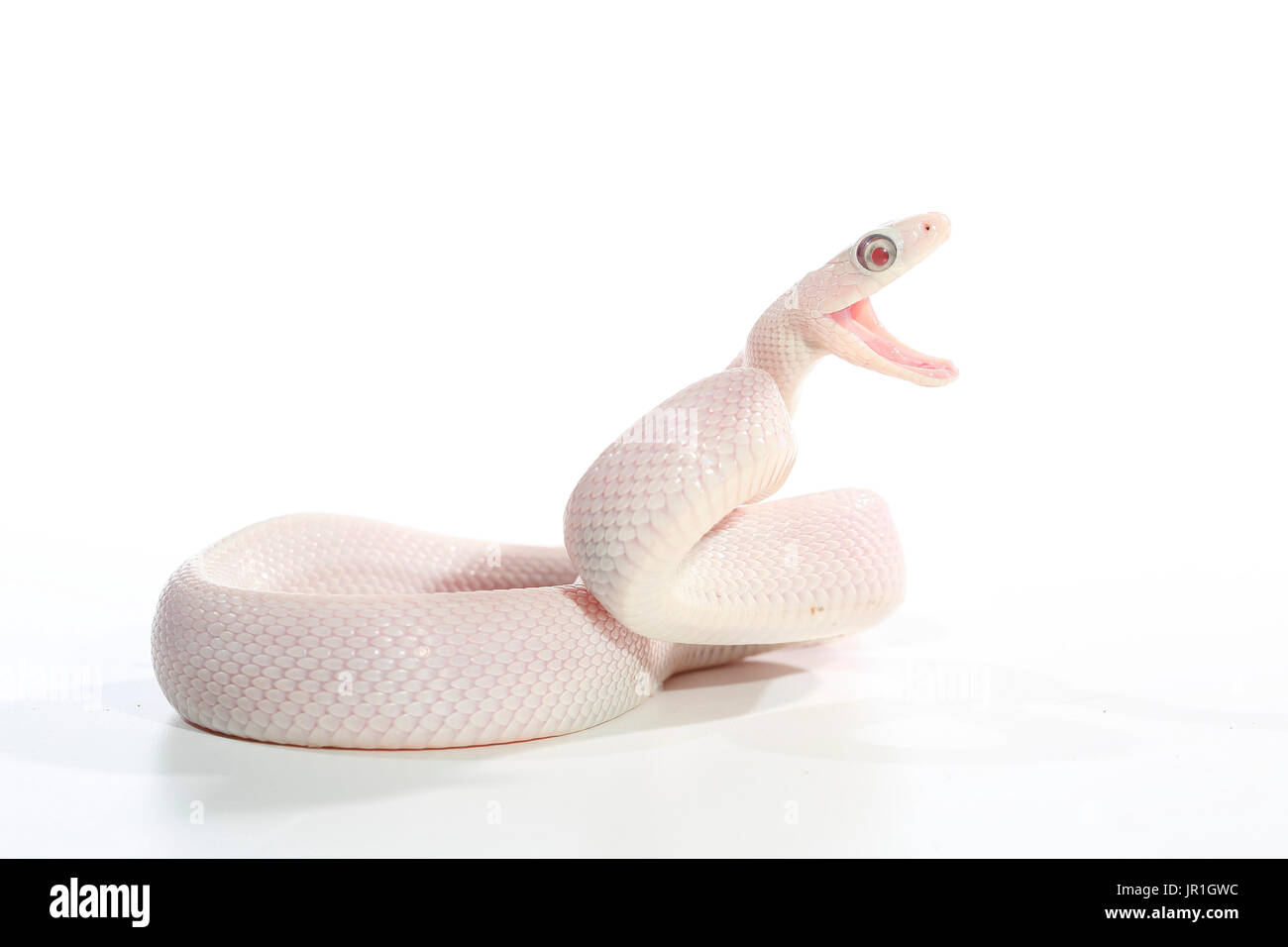 Nero (Ratsnake Pantherophis obsoletus obsoletus) albino in posizione di difesa su sfondo bianco Foto Stock