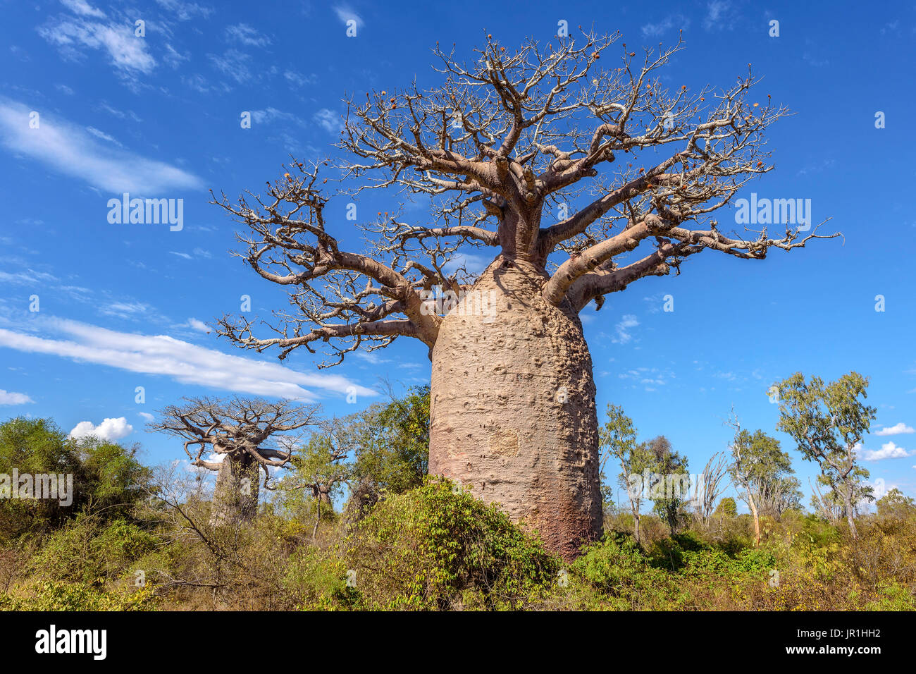 (Baobab Adansonia grandidieri), foresta secca, Madagascar Foto Stock