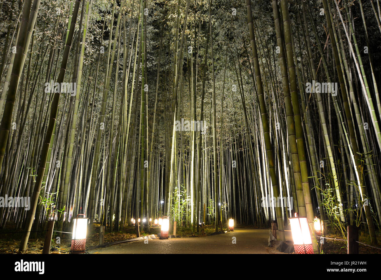 Lanterna luci su un percorso in un boschetto di bambù durante Arashiyama Hanatouro festival in Giappone Foto Stock
