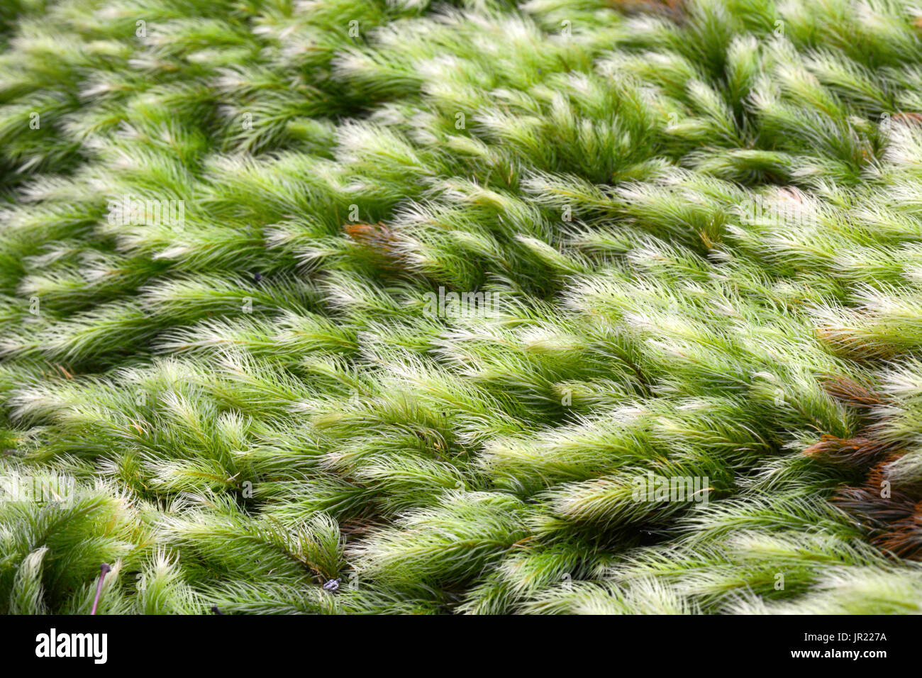 Macro Closeup verde muschio texture di sfondo Foto Stock