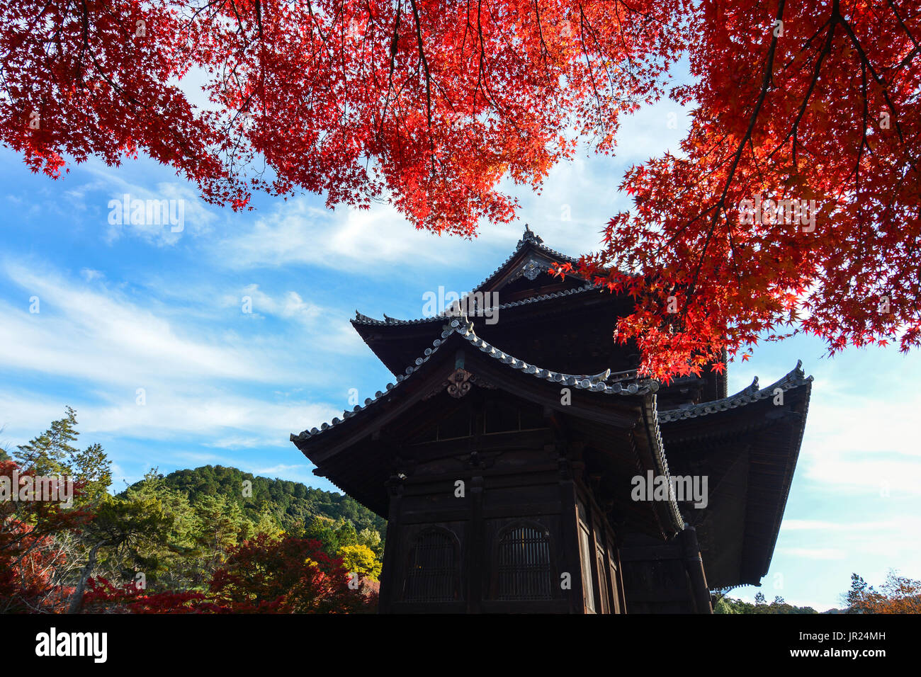Rosso brillante foglie di acero in contrasto con un antico tempio di Kyoto, Giappone Foto Stock