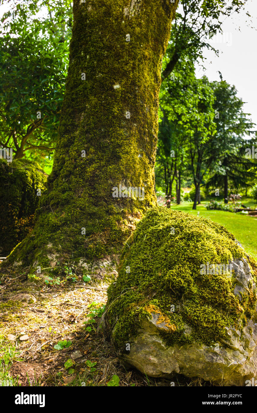 Coperte di muschio e di roccia tronco di albero in un vecchio paese francese giardino Foto Stock