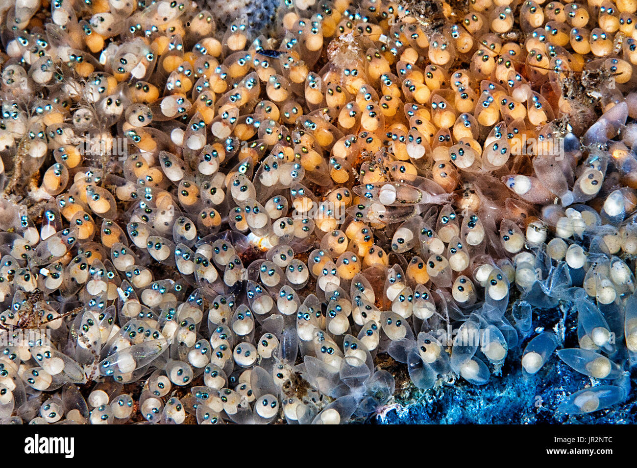 Uova di pesce, Mare Mediterraneo Foto stock Alamy