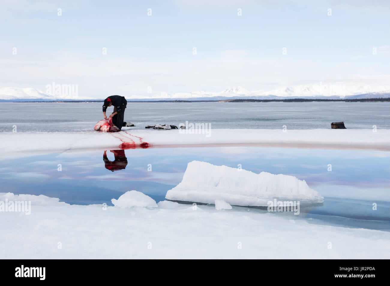 Hunter Scuoiando un porto tenuta durante una caccia di acqua dolce sul lago ghiacciato Iliamna, Pedro Bay, centromeridionale Alaska, STATI UNITI D'AMERICA Foto Stock