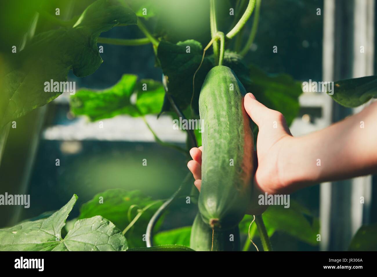 Il raccolto di freschezza della verdura. Giovani giardiniere tenendo un cetriolo. Foto Stock