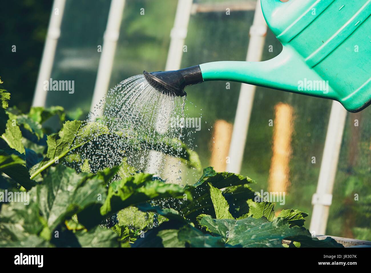 Da irrigazione Annaffiatoio in plastica sul giardino. Foto Stock