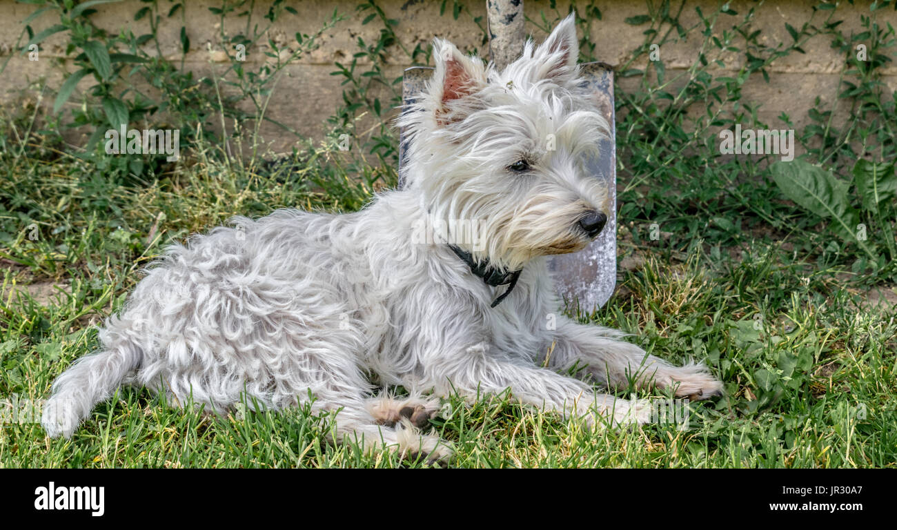Cucciolo Foto Stock