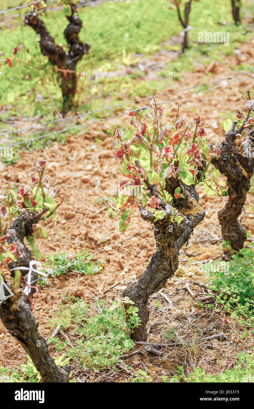 Vigneto allo Chateau de Myrat wine estate, denominazione Sauternes, Barsac, Gironde, tombe, zona sud-ovest della Francia: nodose vigne con il gelo Foto Stock