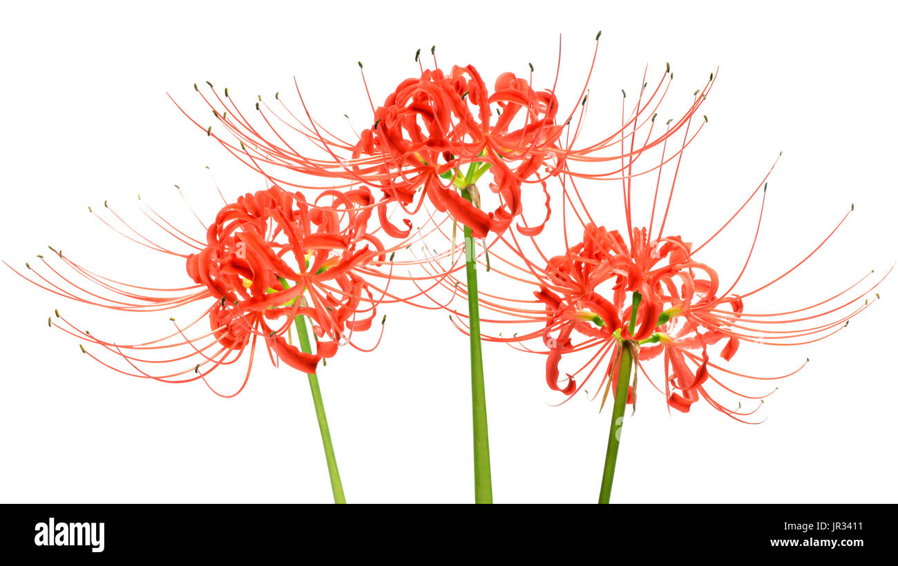 Ragno rosso lily fiori, o Lycoris radiata, isolato su sfondo bianco Foto Stock