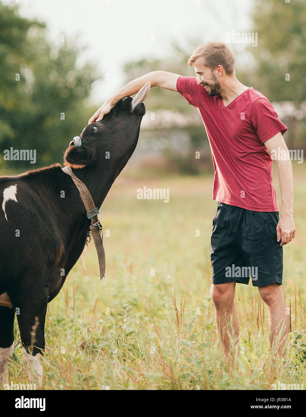 Sorridente giovane uomo gioca con la mucca nera sul prato. Egli accarezza la testa e la mucca lecca la sua mano. Foto Stock