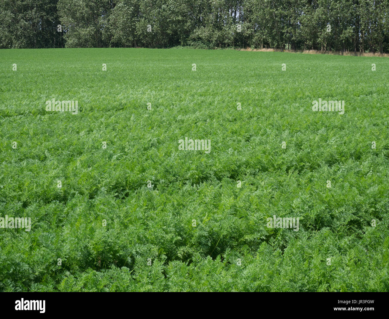Scala del campo di carote in crescita in Suffolk Foto Stock