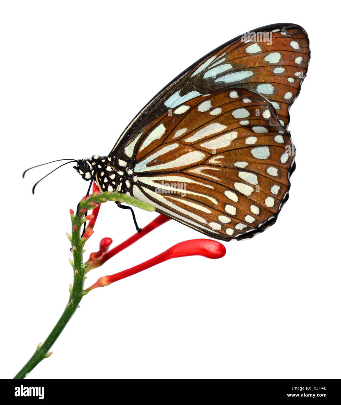 Radena similis similis butterfly isolati su sfondo bianco, noto anche come liuchiou blue spotted milkweed butterfly Foto Stock