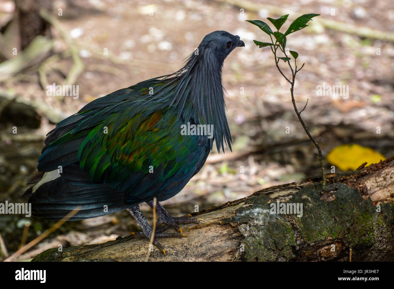 Nicobare pigeon rovistando per cibo, nome scientifico Caloenas nicobarica Foto Stock