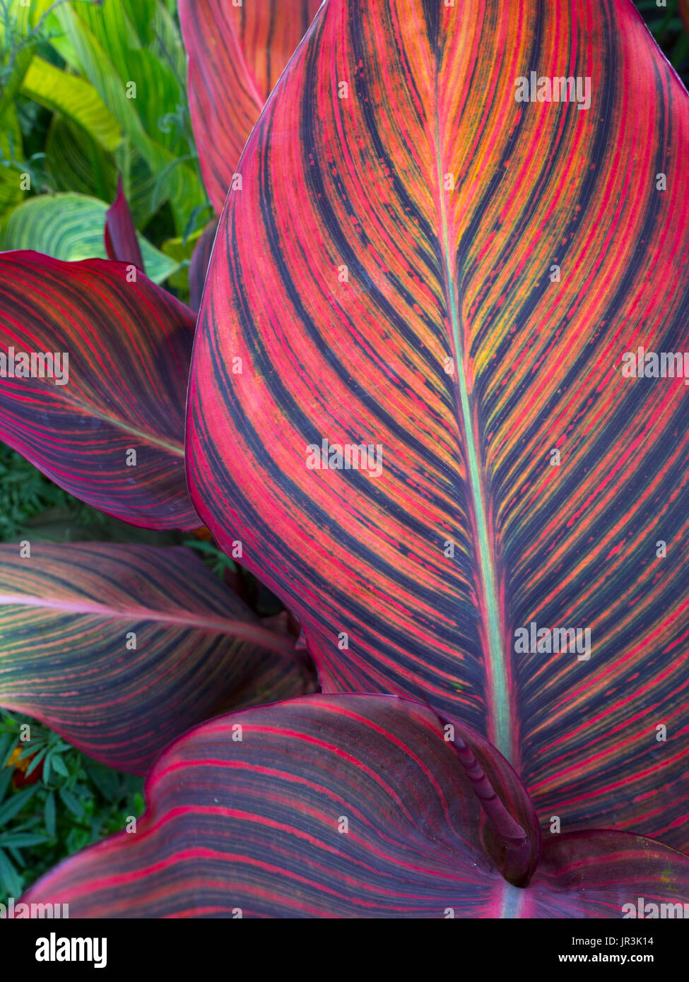 Canna lily leaf close-up nel bordo del giardino Foto Stock
