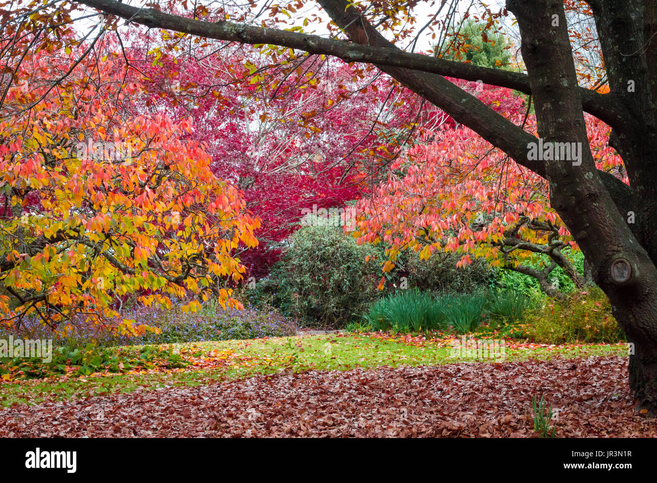 Autunno cadono le foglie in rosso, arancio e giallo a Mt Tomah Giardini Botanici delle Blue Mountains in Australia Foto Stock