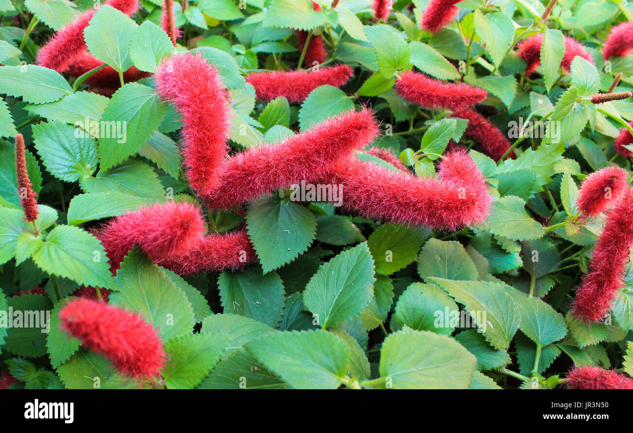 Fiori di colore rosso sulla pianta acalypha noto anche come amore di estate contro il fogliame verde giardino Foto Stock