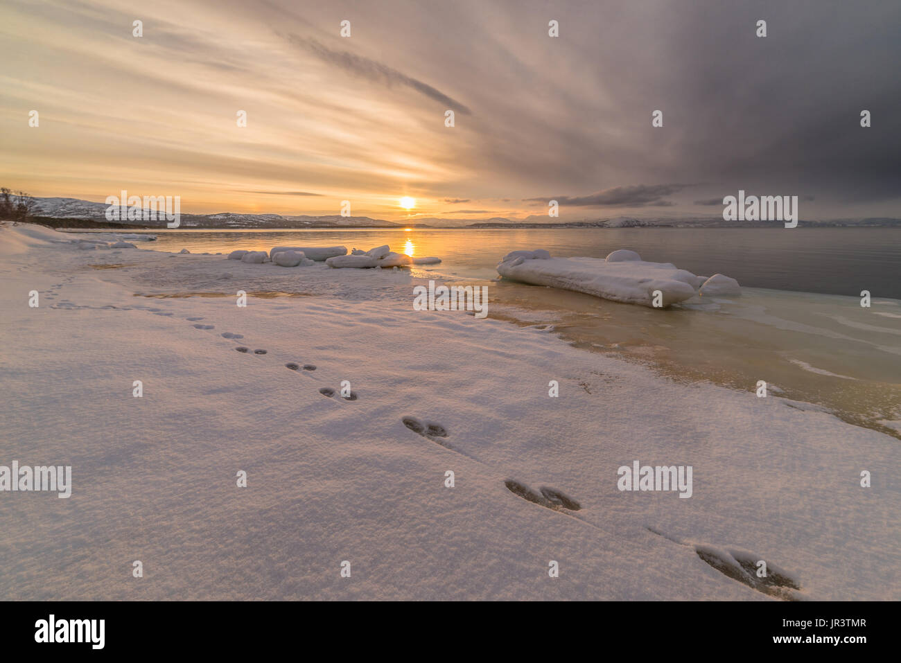 Via degli animali nella costa di neve seashore Foto Stock