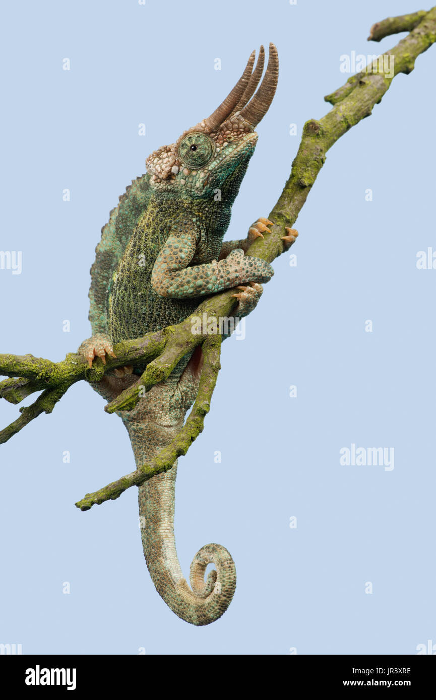 Chameleon (Trioceros jacksonii) Foto Stock