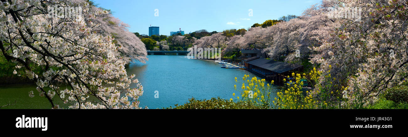 Ampio panorama di Chidorigafuchi fossato e fiore di ciliegio fiorisce in Tokyo, Giappone Foto Stock