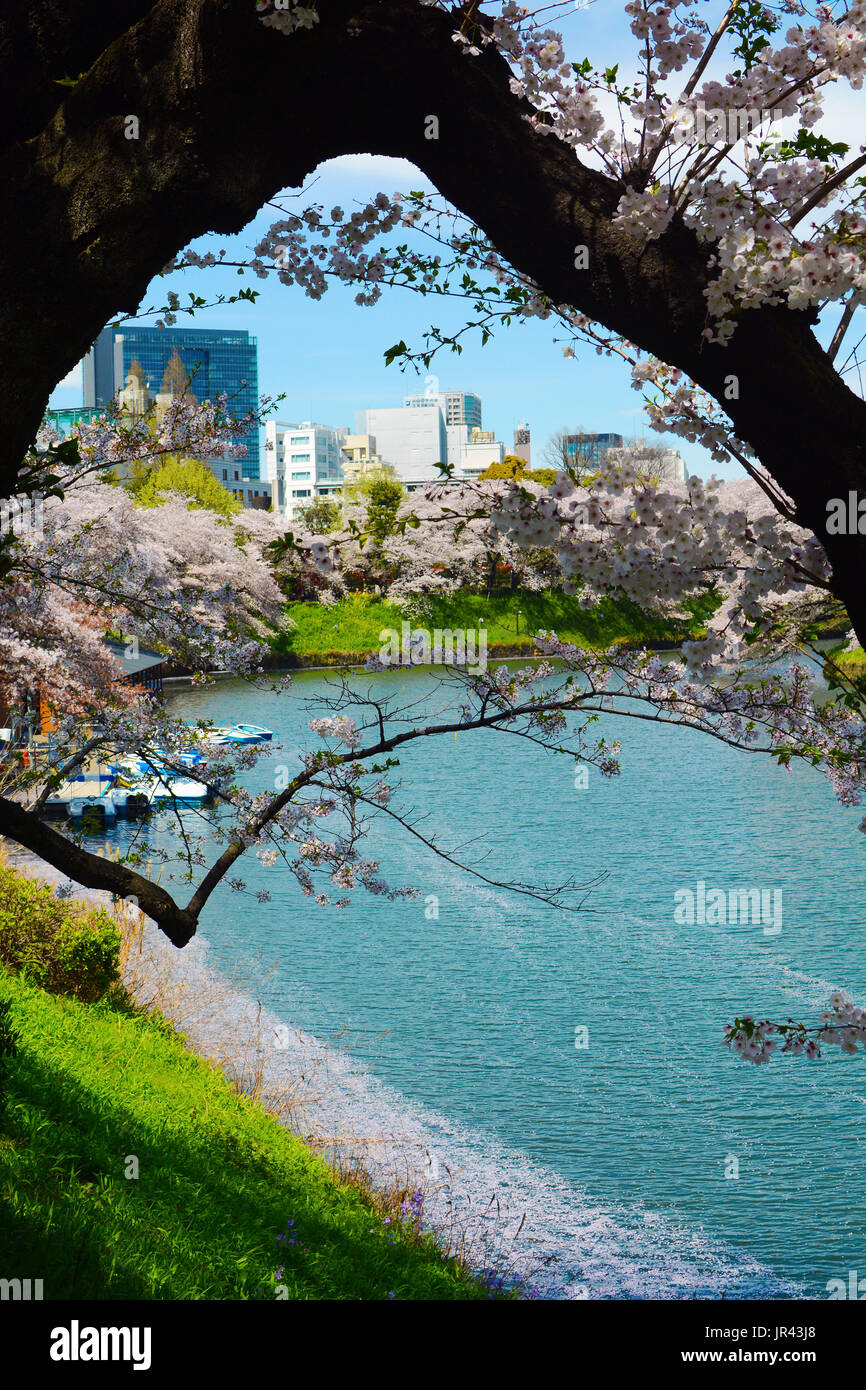 Un vecchio albero ciliegio costituisce una cornice naturale per una pacifica vista molla di Chidorigafuchi Fossato a Tokyo in Giappone Foto Stock