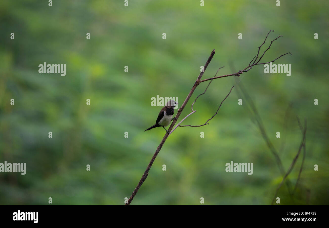 Bianco-rumped munia uccello appollaiato su un ramo di albero Foto Stock