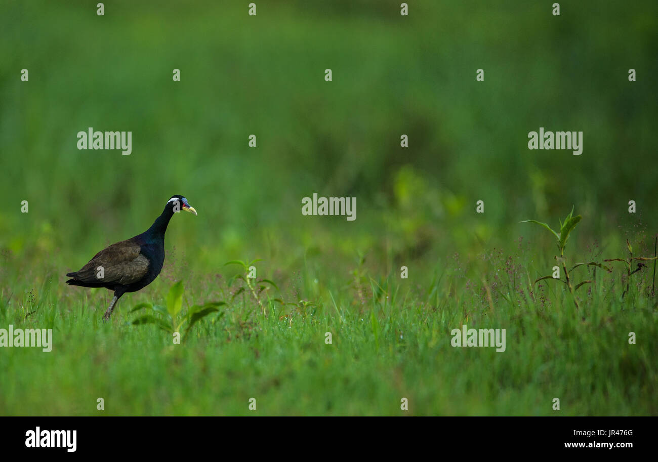 Un bronzo Jacana alato uccello in cerca di cibo intorno al suo habitat Foto Stock