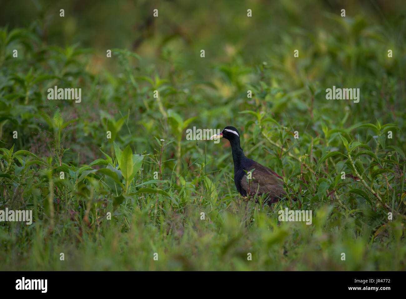 Bronzo Jacana alato uccello nel suo habitat in cerca di cibo Foto Stock